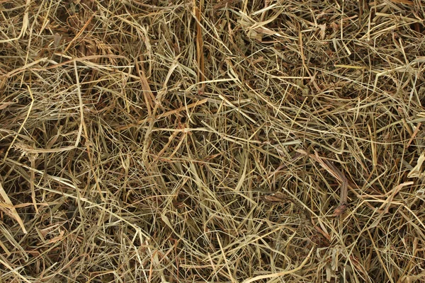 Golden hay texture background close-up — Stock Photo, Image