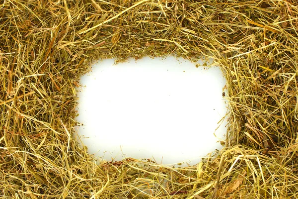 The frame of golden hay on white background — Stock Photo, Image