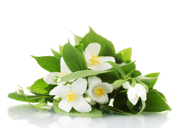 Belas flores de jasmim com folhas isoladas em branco — Fotografia de Stock
