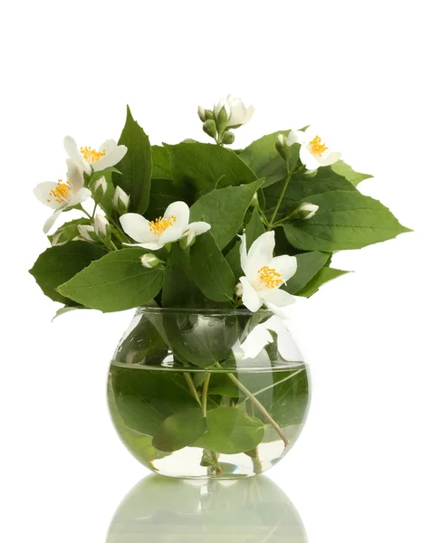 Belas flores de jasmim em vaso isolado em branco — Fotografia de Stock