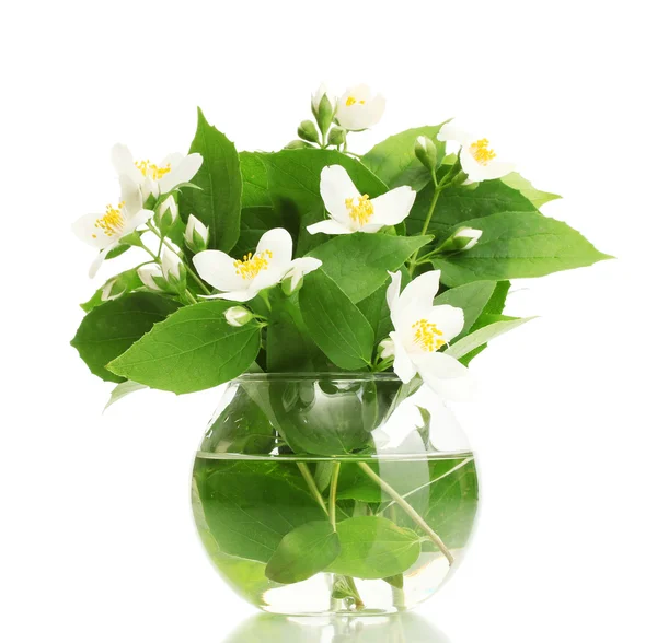 Hermosas flores de jazmín en jarrón aislado en blanco — Foto de Stock
