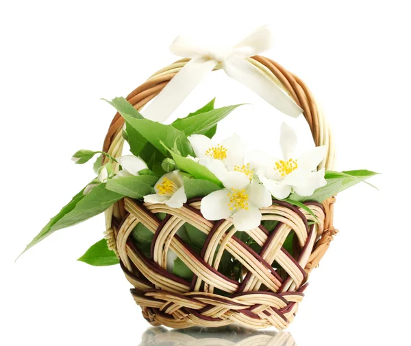 Beautiful jasmine flowers with leaves in basket, isolated on white — Stock Photo, Image