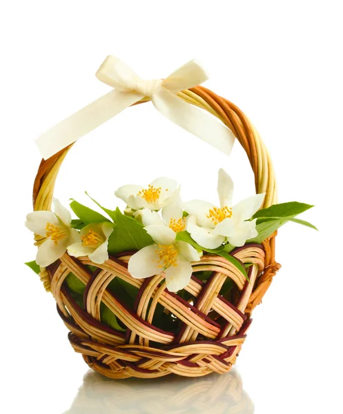 Hermosas flores de jazmín con hojas en cesta, aisladas en blanco — Foto de Stock