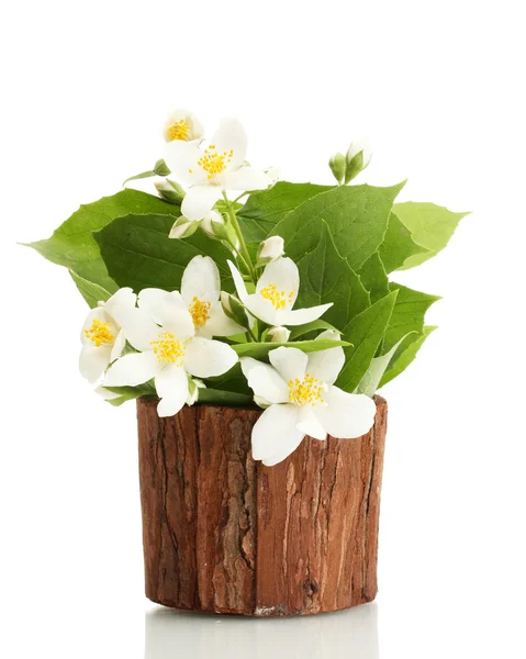 Красивые цветы жасмина в цветочном горшке изолированы на белом — стоковое фото