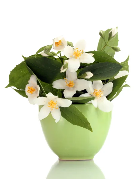 Schöne Jasminblüten in grüner Vase isoliert auf weiß — Stockfoto