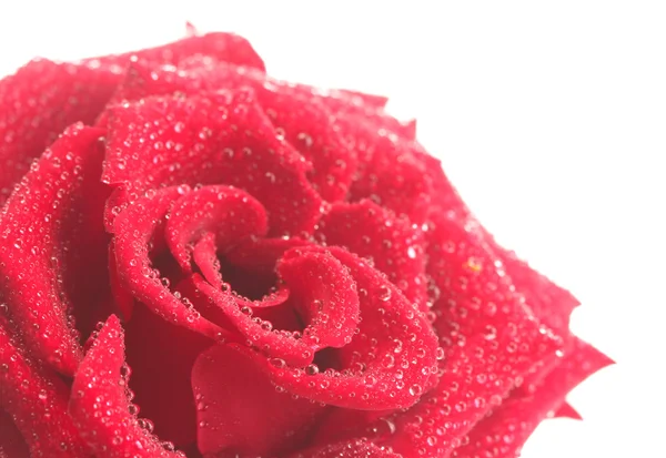 Piękna czerwona róża z kropli na białym tle — Zdjęcie stockowe