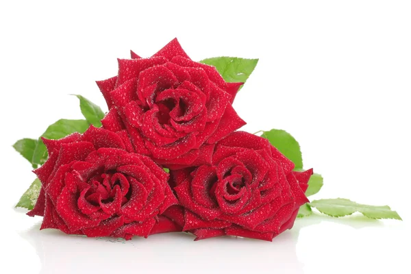 Tres hermosas rosas rojas con gotas aisladas en blanco —  Fotos de Stock