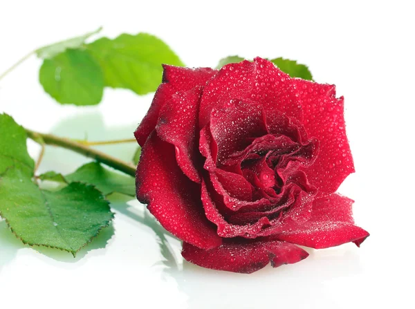 Όμορφο τριαντάφυλλο κόκκινο με σταγόνες που απομονώνονται σε λευκό — Φωτογραφία Αρχείου
