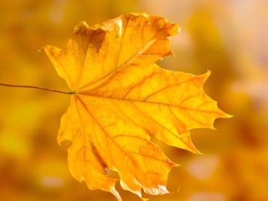 Sarı zemin üzerine kuru sonbahar akçaağaç yaprağı