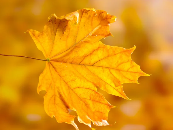 Suchą jesień liść klonu na żółtym tle — Zdjęcie stockowe