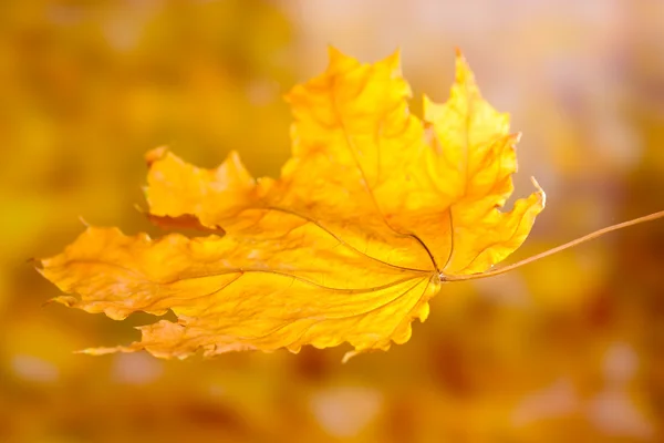 Trockenes Herbst-Ahornblatt auf gelbem Hintergrund — Stockfoto