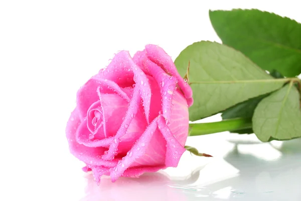 Różowa róża izolowana na białym — Zdjęcie stockowe