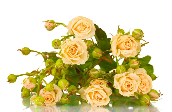 Маленькие розы изолированы на белом — стоковое фото