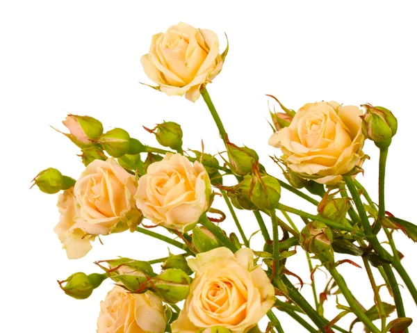Små rosor isolerad på vit — Stockfoto