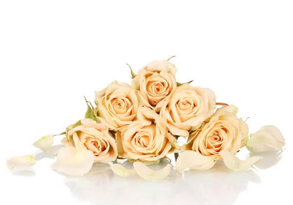 Många rosor på vit bakgrund — Stockfoto