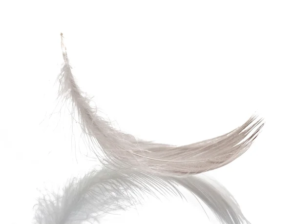 Načechrané peří izolovaných na bílém — Stock fotografie