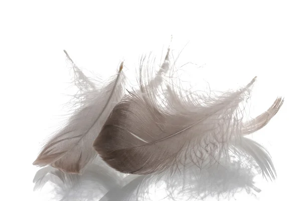 Many fluffy feather isolated on white — Stock Photo, Image