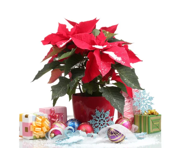 Όμορφη poinsettia με Χριστούγεννα μπάλες και τα δώρα που απομονώνονται σε λευκό — Φωτογραφία Αρχείου