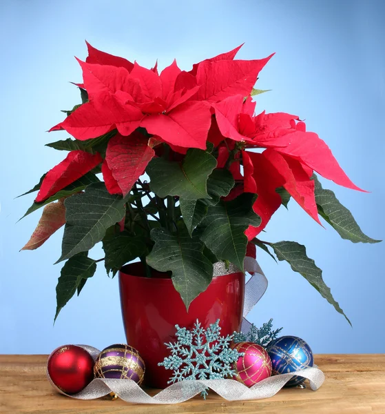 Schöner Weihnachtsstern mit Weihnachtskugeln auf Holztisch auf blauem Hintergrund — Stockfoto