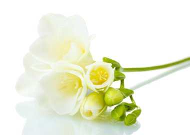 Beautiful freesia isolated on white