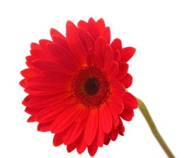 beyaz izole güzel kırmızı gerbera