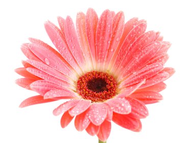 damla üzerinde beyaz izole güzel pembe gerbera