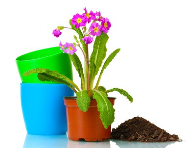 güzel mor çuha çiçeği, toprak üzerinde beyaz izole