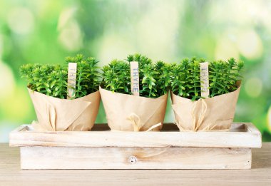 Thyme herb plants in pots with beautiful paper decor on wooden stand on green background clipart