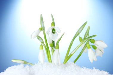 Beautiful snowdrops in snow on blue background clipart