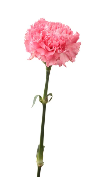 Clavel rosa aislado en blanco — Foto de Stock