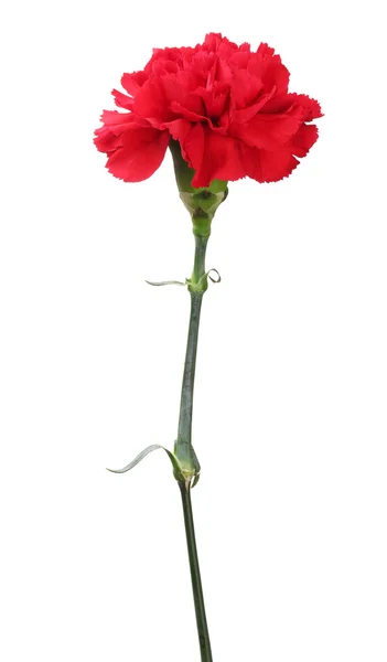 Red carnation isolated on white — Stock Photo, Image