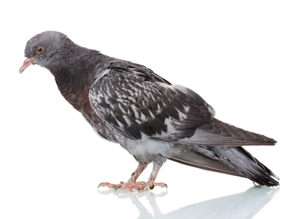 One grey pigeon isolated on white — Stock Photo, Image