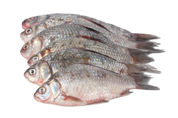 Pesci freschi isolati su bianco — Foto Stock