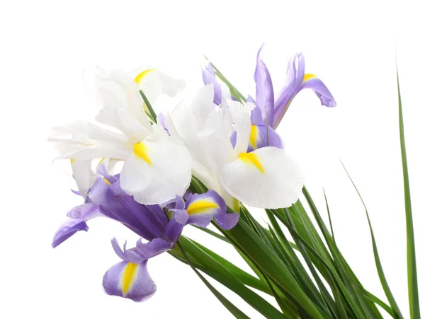 Mooie lichte irissen geïsoleerd op wit — Stockfoto