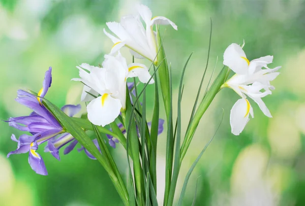 Hermosos iris brillantes sobre fondo verde —  Fotos de Stock