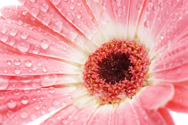 Hermosa gerbera rosa con gotas de cerca —  Fotos de Stock