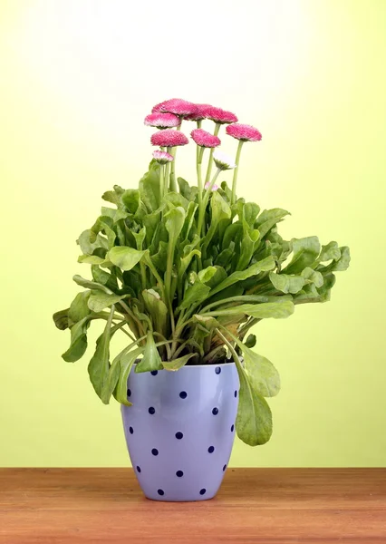 Daisy blommor i kruka på träbord på grön bakgrund — Stockfoto