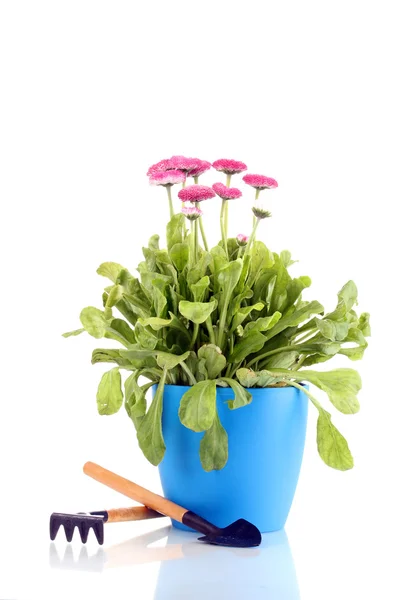 Daisy blommor i kruka med instrument isolerad på vit — Stockfoto