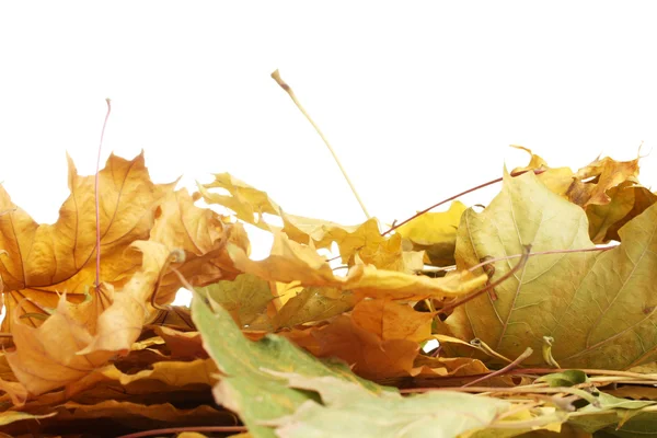 Folhas secas do bordo do outono isoladas no branco — Fotografia de Stock