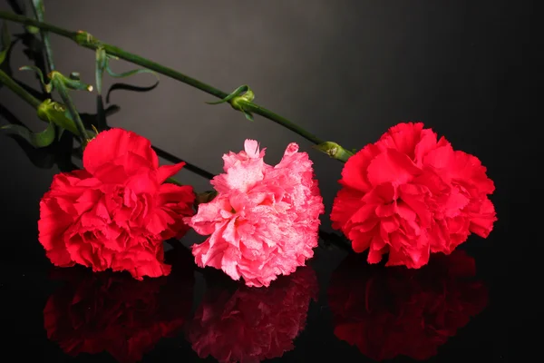 Bouquet of carnations on black — Stock Photo, Image