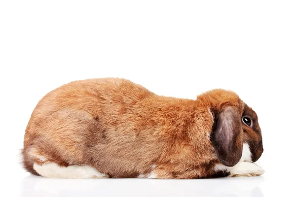 折叠兔子上白色隔离 — 图库照片