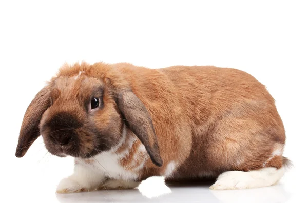 Лопатевий кролик ізольований на білому — стокове фото