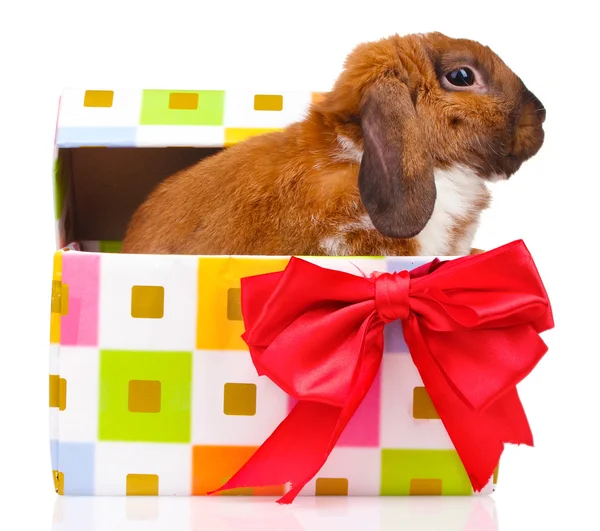 Kelinci telinga-rendah dalam kotak hadiah dengan busur merah terisolasi di atas putih — Stok Foto