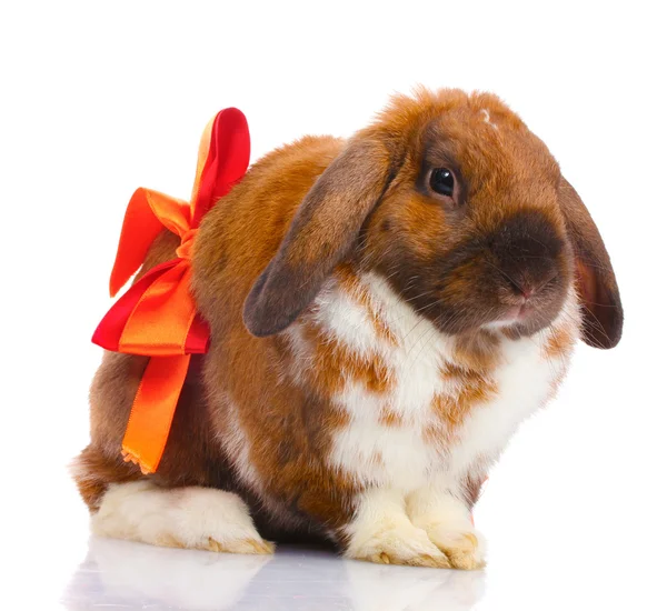 Droeve konijn met rode strik geïsoleerd op wit — Stockfoto