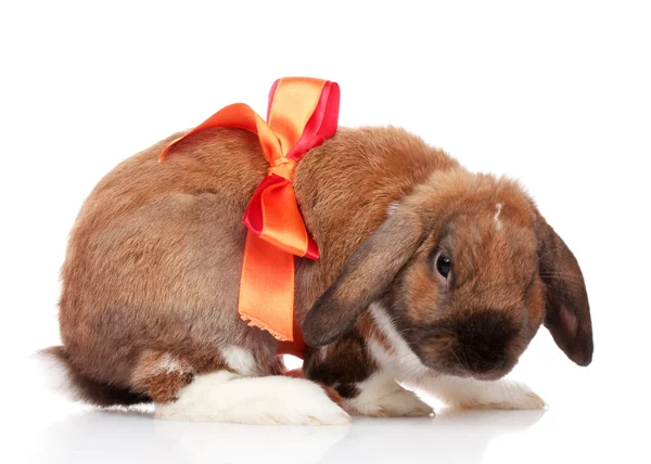 Schlappohr-Kaninchen mit roter Schleife isoliert auf weiß — Stockfoto