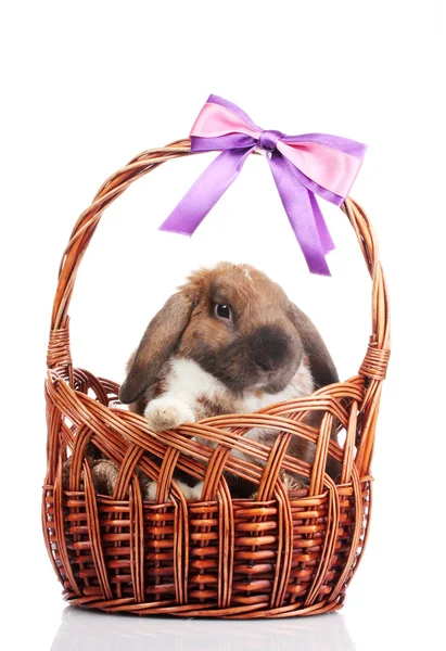 Droeve konijn in een mand met paarse boog geïsoleerd op wit — Stockfoto