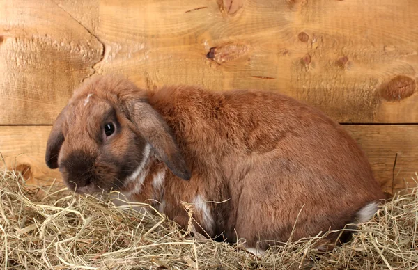 Lop-ušatý králík v kupce sena na dřevěném pozadí — Stock fotografie