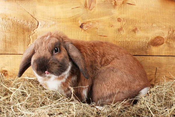 Lop-eared rabbit in a haystack on wooden background — Stock Photo, Image
