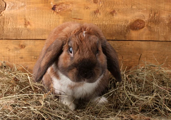 Conejo con orejas en un pajar sobre fondo de madera — Foto de Stock