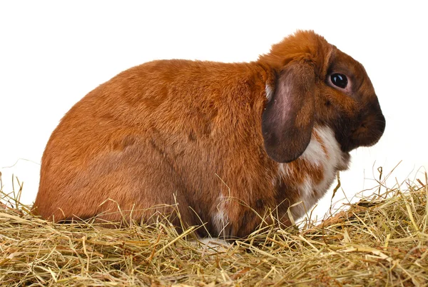 Ушастый кролик в стоге сена на белом фоне — стоковое фото